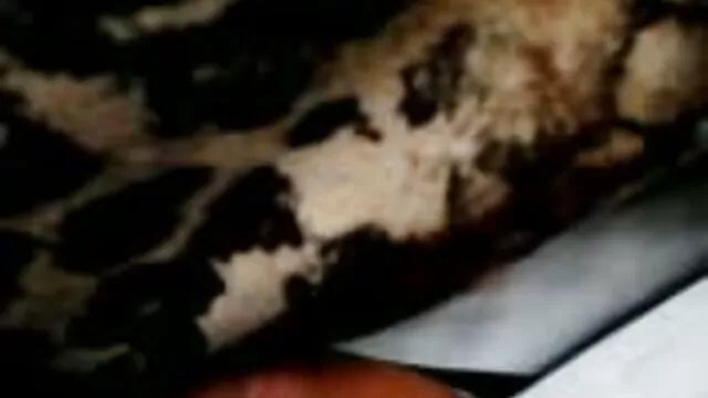 باب دانلودسکس پیرزنها اسفنجی در تقلید مسخره آمیز رابطه جنسی دهان و دندان با مولاتا انجام می دهد